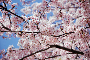 乙戸沼公園 桜まつり Photo1