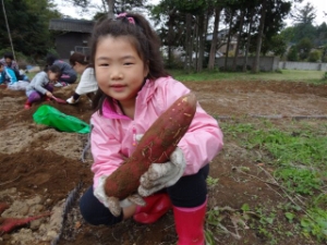 芋掘り Photo6
