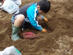 芋掘り Photo8
