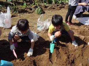 芋掘り大会 Photo2